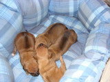 Chiots de race Rhodesian Ridgeback à vendre (5 femelles & 5 mâles)