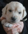 Chiots de race Golden Retriever à vendre (3 femelles & 3 mâles)