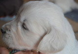 Chiots de race Golden Retriever à vendre (3 femelles & 3 mâles)