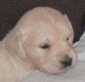 Chiots de race Golden Retriever à vendre (3 femelles & 3 mâles)