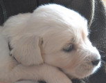 Chiots de race Golden Retriever à vendre (3 femelles & 3 mâles)