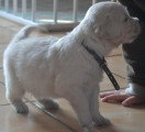 Chiots de race Golden Retriever à vendre (3 femelles & 3 mâles)
