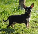 Chiots de race Chihuahua à vendre (2 femelles)