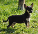 Chiots de race Chihuahua à vendre (2 femelles)