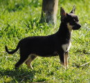 Chiots de race Chihuahua à vendre (2 femelles)