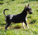 Chiots de race Chihuahua à vendre (2 femelles)