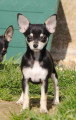 Chiots de race Chihuahua à vendre (2 femelles)