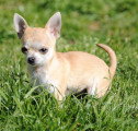 Chiot de race Chihuahua femelle à vendre