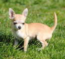 Chiot de race Chihuahua femelle à vendre