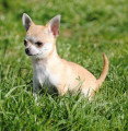 Chiot de race Chihuahua femelle à vendre