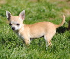 Chiot de race Chihuahua femelle à vendre