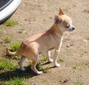 Chiot de race Chihuahua femelle à vendre