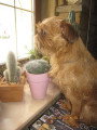 Chien de race Griffon Belge Femelle à vendre
