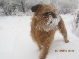 Chien de race Griffon Belge Femelle à vendre