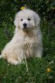 Chiots de race Berger Polonais de Podhale à vendre (2 femelles & 2 mâles)