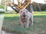 Chien de race Shar-Peï femelle à vendre