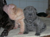 Chien de race Shar-Peï femelle à vendre