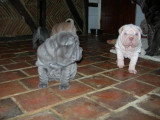 Chien de race Shar-Peï femelle à vendre