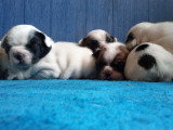 Chiots de race Bouledogue Français à vendre (2 femelles & 2 mâles)