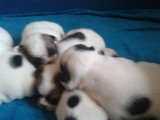 Chiots de race Bouledogue Français à vendre (2 femelles & 2 mâles)