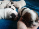 Chiots de race Bouledogue Français à vendre (2 femelles & 2 mâles)