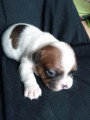 Chiots de race Bouledogue Français à vendre (2 femelles & 2 mâles)