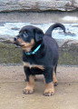 Chiots de race Beauceron à vendre (6 femelles & 6 mâles)