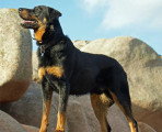 Chiots de race Beauceron à vendre (6 femelles & 6 mâles)