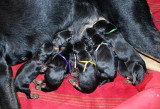 Chiots de race Beauceron à vendre (6 femelles & 6 mâles)