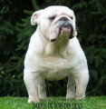 Chiot de race Bouledogue Anglais femelle à vendre
