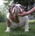 Chiot de race Bouledogue Anglais femelle à vendre