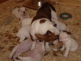 Chiot de race Bouledogue Anglais femelle à vendre