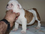 Chiot de race Bouledogue Anglais femelle à vendre