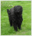 Chiot de race Berger de Brie femelle à vendre