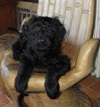Chiot de race Berger de Brie femelle à vendre