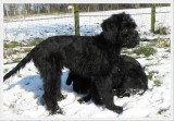 Chiot de race Berger de Brie femelle à vendre