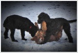 Chiot de race Berger de Brie femelle à vendre