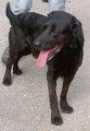 Chien de race Labrador Retriever Mâle à donner