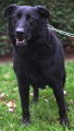 Chien de race Labrador Retriever Mâle à donner