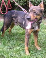 Chien de race Berger Allemand mâle à donner