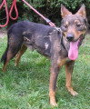 Chien de race Berger Allemand mâle à donner