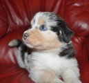 Chiots de race Berger Australien à vendre (1 femelle & 1 mâle)