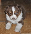 Chiots de race Berger Australien à vendre (1 femelle & 1 mâle)