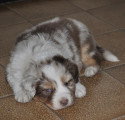 Chiots de race Berger Australien à vendre (1 femelle & 1 mâle)