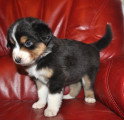 Chiots de race Berger Australien à vendre (1 femelle & 1 mâle)