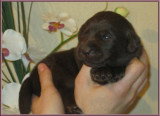 Chiots de race Labrador Retriever à vendre (3 femelles & 3 mâles)
