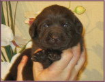 Chiots de race Labrador Retriever à vendre (3 femelles & 3 mâles)