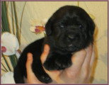 Chiots de race Labrador Retriever à vendre (3 femelles & 3 mâles)