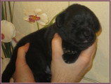 Chiots de race Labrador Retriever à vendre (3 femelles & 3 mâles)