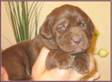 Chiots de race Labrador Retriever à vendre (3 femelles & 3 mâles)
